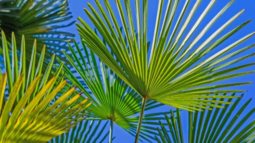 観葉植物のヤシの木