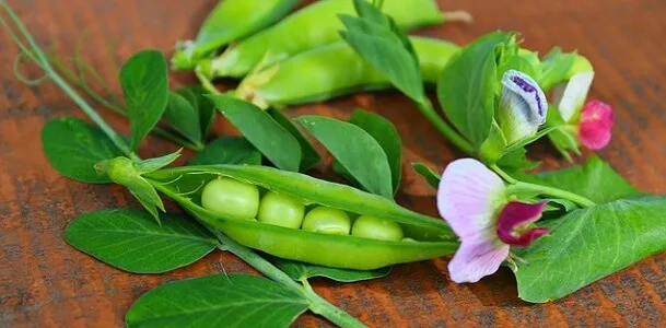 豆苗の再生は何回